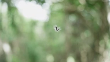 İnce ve güçlü bir ipek iplik üzerinde hareket eden küçük kıllı bir tırtılın bulanık arka planı ve ritmik hareketleriyle yakın plan videosu. Arkaplan ve metin örtüşmeleri için ideal.