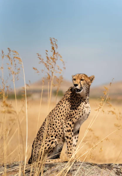 Cheetah Sobre Pedra Procura Presas — Fotografia de Stock