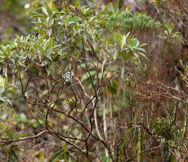 枝に囲まれた 卵を孵化させる鳥の枝の上のハチドリの巣のクローズアップ — ストック写真