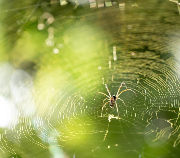 Karmaşık Ağındaki Bir Örümcek Arka Planda Yeşil Renkleri Olan Güneş — Stok fotoğraf