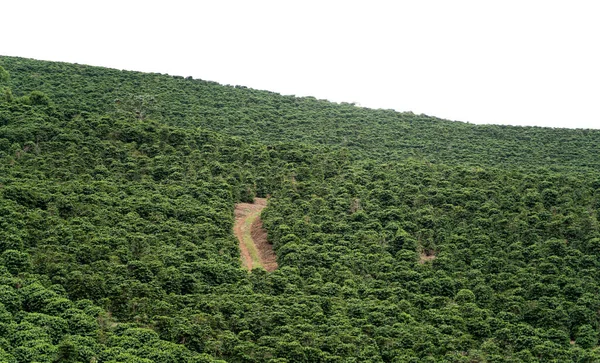 游览一个绿叶生机盎然 土壤肥沃 通往陡峭山顶的宽阔小路的咖啡种植园 景色令人叹为观止 最适合热带逃亡 — 图库照片