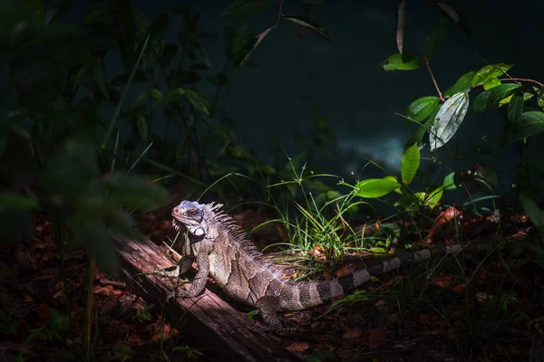 Iguane Saisissant Prélasse Dans Lumière Soleil Milieu Une Forêt Luxuriante — Photo