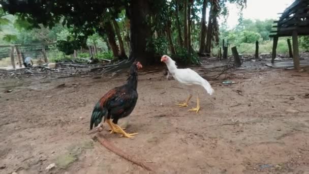 Two Roosters Challenging Each Other Slow Deliberate Manner Facing Each — Stock Video