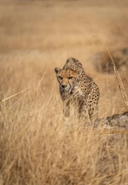 Cheetah Perseguindo Arbusto Amarelo — Fotografia de Stock