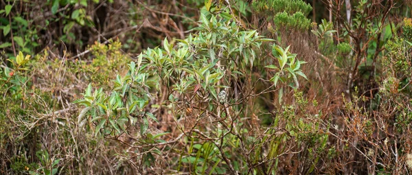 Крупный План Гнезда Колибри Замаскированного Среди Зеленых Листьев Ветвей Самом — стоковое фото
