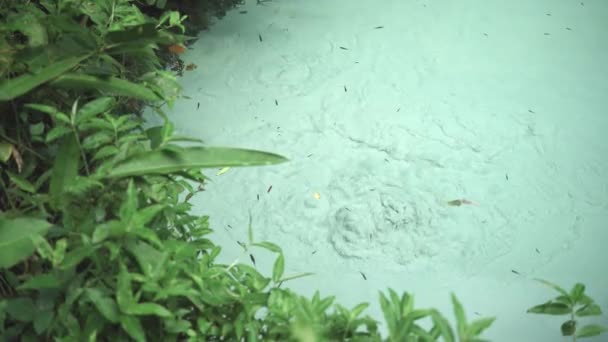 Экзотическое Забавное Видео Ферведуро Острове Джелапао Окруженное Пышной Зеленой Растительностью — стоковое видео