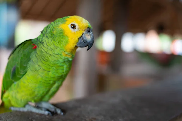 Πολύχρωμος Και Χαριτωμένος Παπαγάλος Πράσινα Φτερά Και Κίτρινο Κεφάλι Σκαρφαλωμένο — Φωτογραφία Αρχείου