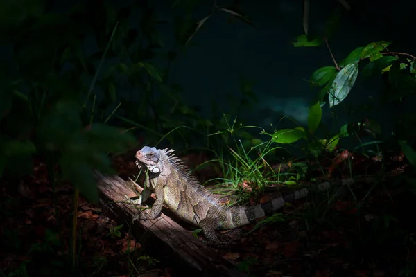Ten Kolorowy Iguana Jest Złapany Promieniach Słońca Środku Ciemnej Dżungli — Zdjęcie stockowe