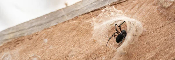 Mağara Tünelindeki Siyah Örümceğin Yakın Plan Görüntüsü Tahta Destek Kirişinin — Stok fotoğraf