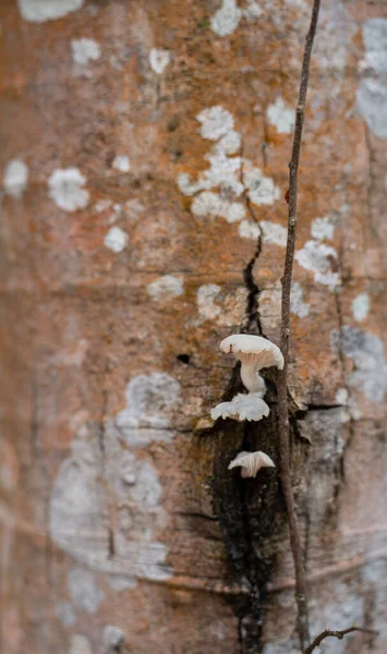 Primo Piano Dei Funghi Che Crescono Tronco Albero Nella Foresta — Foto Stock