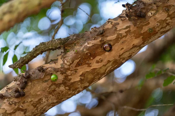 Eşsiz Jabuticaba Ağacı Doğrudan Gövdesinden Yeşil Olgun Meyveler Çıkıyor Büyüyen — Stok fotoğraf