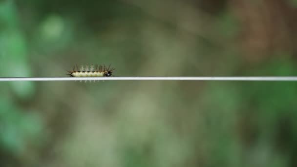 Close Shot Arthropod Caterpillar Bright Colors Long Hairs Moving Cable — Stock Video