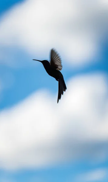 Dunkle Silhouette Eines Kolibris Flug Mit Einsatzbereitem Schnabel Vor Blauem — Stockfoto