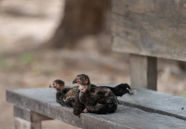 若くて羽のない黒い鶏が静かに木製のベンチに屋外に座っていた 背景がぼやけたクローズアップ撮影 — ストック写真