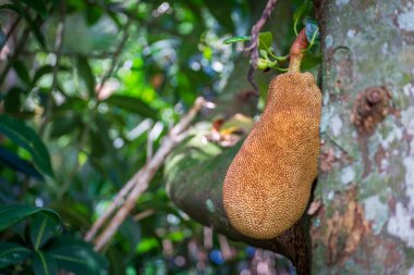 Bu bir Jackfruit 'in yakın çekimi, büyük, tatlı ve yüksek kalorili tropikal bir meyve, bulanık arka planı olan bir ağaçtan sarkıyor..
