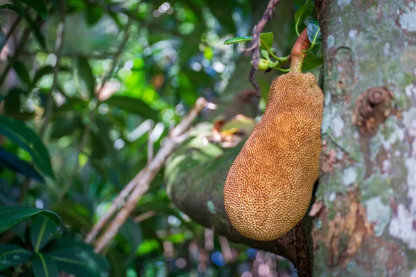 Close Shot Jackfruit Tropical Fruit Large Sweet High Calories Hanging — Stock Photo, Image