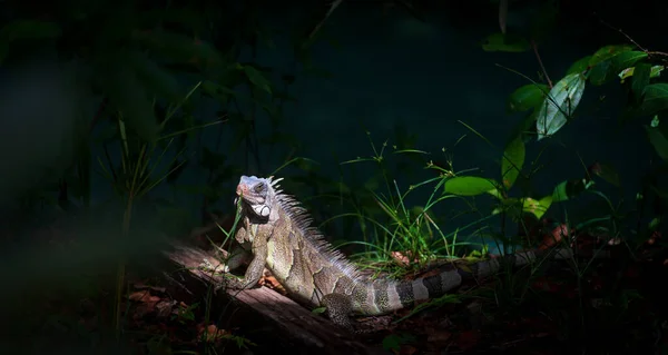 Vibrant Iguana Illuminated Sunbeam Piercing Dense Forest Stares Challengingly Camera — Stock Photo, Image