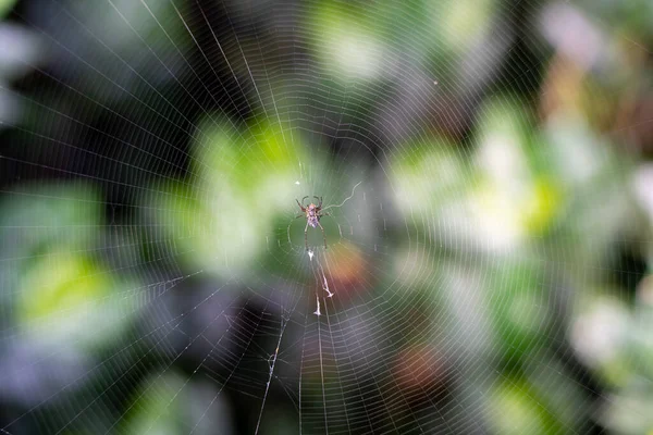 蜘蛛网与露珠和蜘蛛在中间的特写镜头 背景模糊不清 留有文字的空间 — 图库照片