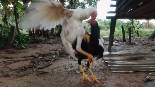 Watch Two Generations Roosters Engage Epic Cinematic Fight Aerial Attacks — Stock Video