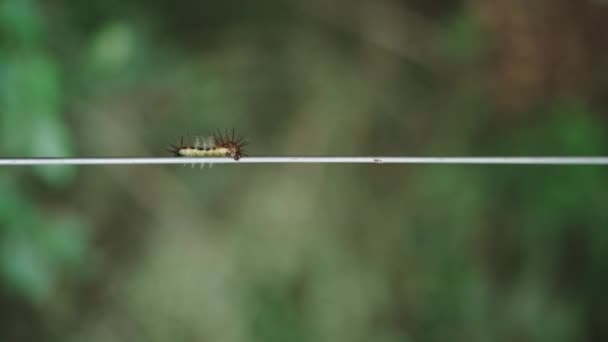 Video Close Dari Hidup Cacing Berbulu Merangkak Luar Kabel Dengan — Stok Video