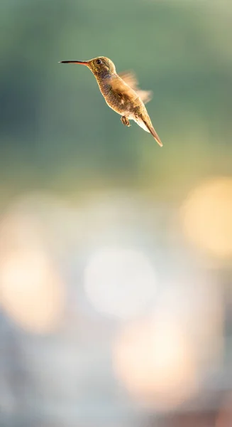 Kolibri Weibchen Geraten Bewegung Flattern Schnell Mit Ihren Flügeln Während — Stockfoto