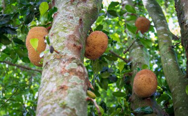 Dallarından ve gövdesinden sarkan büyük meyveleri olan egzotik tropikal meyve ağacı..
