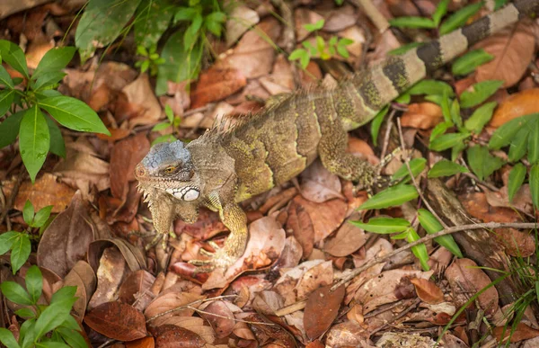 Widok Góry Zielony Iguana Brązowy Suche Liście Patrząc Podejrzanie Aparat — Zdjęcie stockowe
