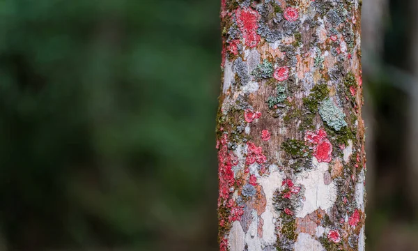 空気の純度を表す様々な色の鮮やかなリヒーンと苔を持つ木の幹のクローズアップショット テキストのためのスペースとぼやけた背景 — ストック写真