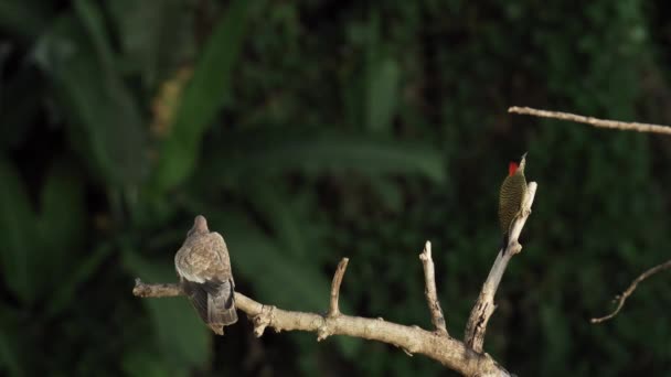 Pętla Wideo Dzięciołem Gołębiem Siedzącym Suchej Gałęzi Drzewa Przyrodzie Rozmytym — Wideo stockowe