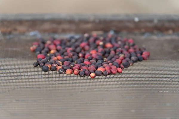 Närbild Hög Med Röda Kaffebär Torkningsprocessen Som Visar Fruktens Friskhet — Stockfoto