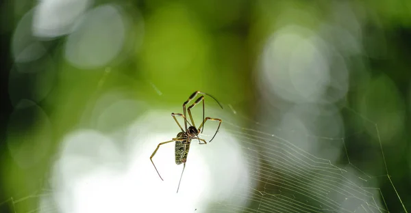 一个醒目的蜘蛛 黑色和黄色的腿坐在它的网络上 绿色的背景 为文字提供了充足的空间 不是因为心软 — 图库照片