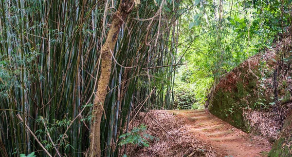 Följ Den Outforskade Bambuvägen Omgiven Grönskande Skog Upptäck Naturens Hisnande — Stockfoto
