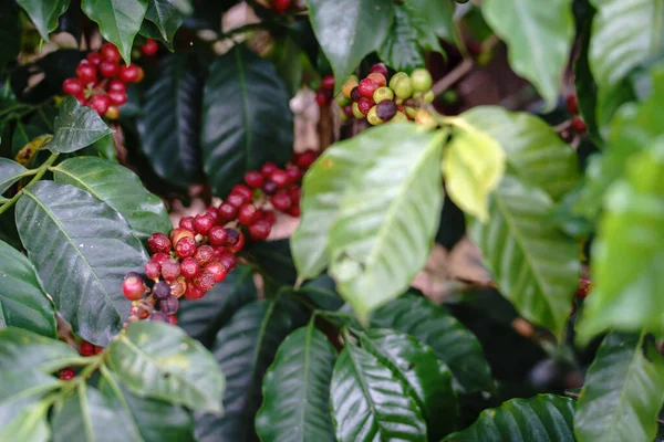 Detaljerad Bild Kaffeplantan Med Röda Övermogna Bär Grenen Perfekt För Royaltyfria Stockfoton