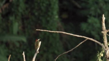 Kırmızı ve sarı tüylerin canlı renklerine sahip bulanık bir arka planla çevrili, uyanık bir ağaçkakanın bir daldaki döngüsel videosu
