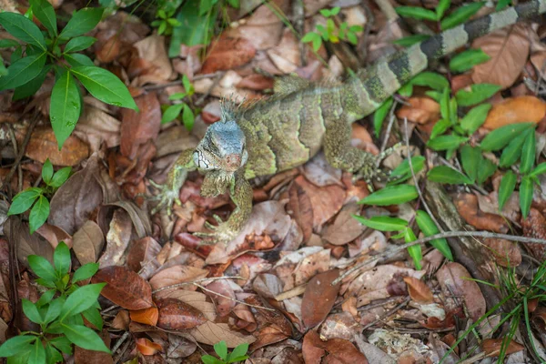 Зеленая Рептилия Свирепым Выражением Лица Сидящая Ветке Посреди Тропического Леса — стоковое фото
