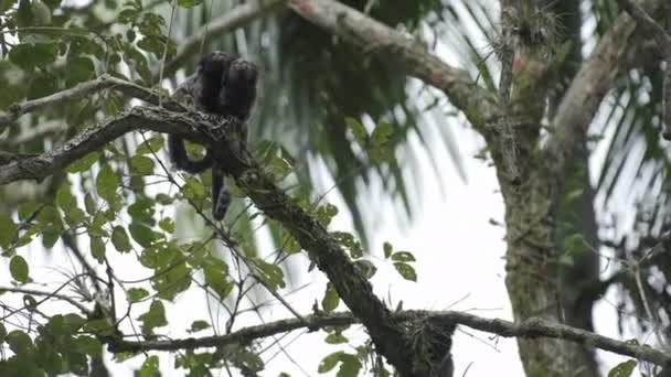 Small Primate Couple Tree Branch Show Visible Signs Nervousness Apprehension — Stock Video