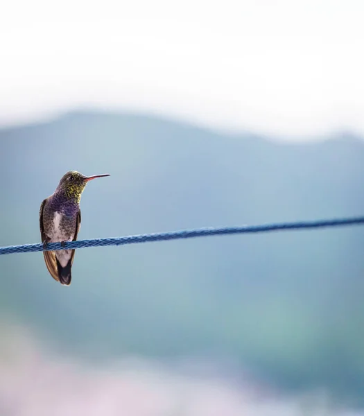 Mały Wielokolorowy Koliber Siedzący Sznurku Niebieskim Tłem Pustą Przestrzenią Prawej — Zdjęcie stockowe
