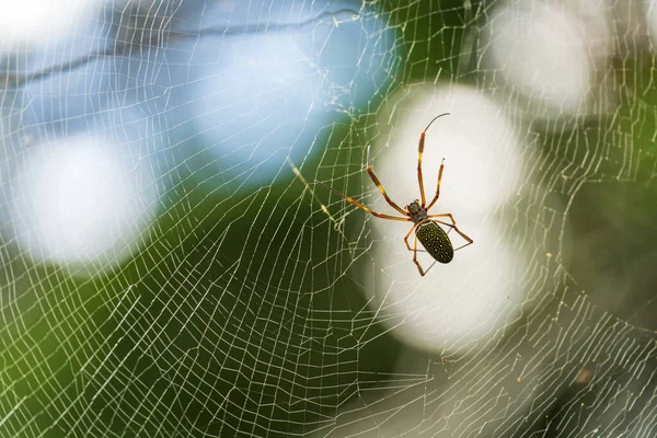 蜘蛛网中一只蜘蛛的特写镜头 背景模糊不清 — 图库照片