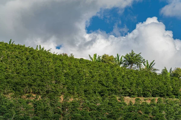 明るい緑のコーヒー植物は ふわふわの雲と青い空に対して傾斜した丘の中腹に列に並んでいます コーヒーが栽培されている山間部の活気ある田園風景 — ストック写真
