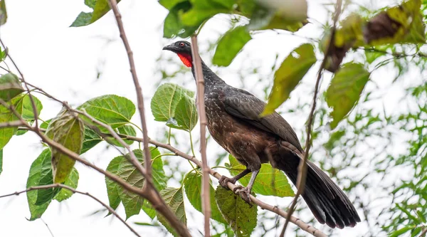 Large Jacu Bird Perches Thin Branch Its Beak Feathers Display — Stock Photo, Image