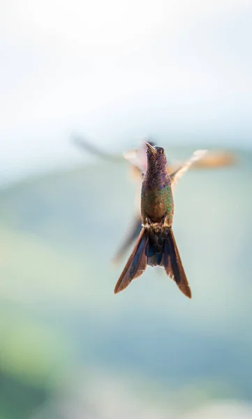 Kanatları Açık Uçan Bir Sinekkuşunun Muhteşem Yakın Plan Çekimi Bulanık — Stok fotoğraf