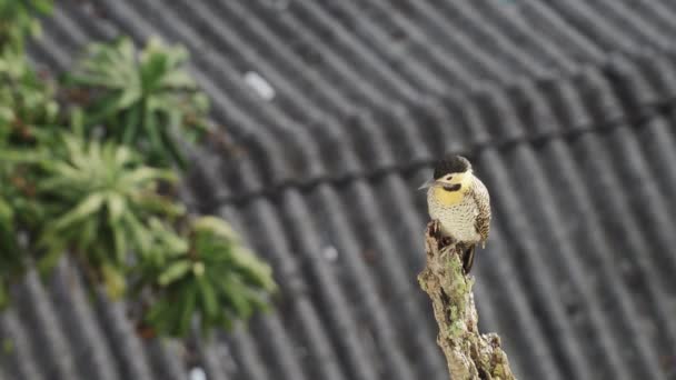 一只啄木鸟站在干枯的树干上 观察周围的城市环境 背景上有一个模糊的波纹屋顶 适应城市的动物概念 — 图库视频影像