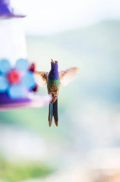 Renkli Bir Sinekkuşu Çiçek Şeklinde Bir Kuş Besleyicisiyle Beslenmek Için — Stok fotoğraf