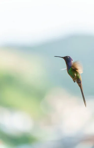Koliber Połowie Lotu Trzepotanie Kolorowe Pióra Poważnym Spojrzeniem Podczas Gdy — Zdjęcie stockowe