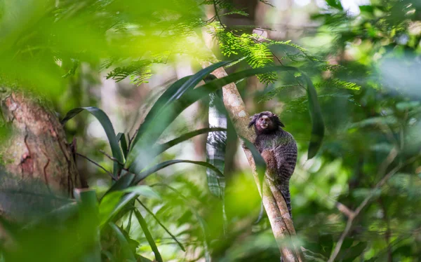 Adorable primate hiding among the branches of a tropical rainforest tree, surrounded by lush green foliage. The monkey looks at the camera, feeling safe amidst the wild.
