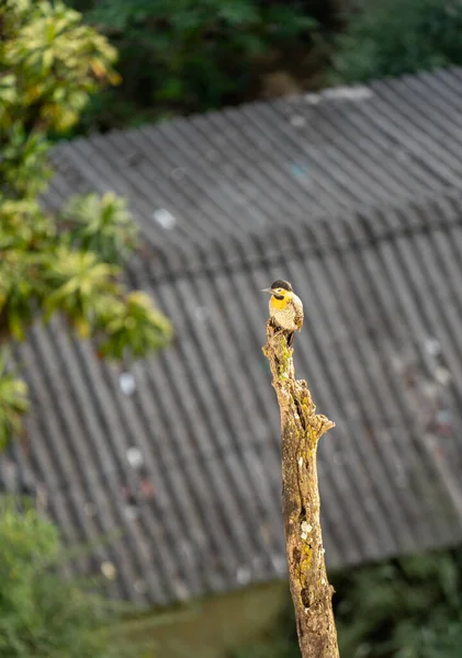 Pájaro Carpintero Con Plumas Amarillas Negras Posa Tronco Árbol Seco — Foto de Stock