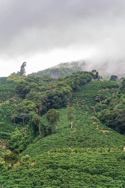Vidéki Táj Kávésültetvényeket Mutat Csúcsig Ahol Köd Találkozik Fák Rétek — Stock Fotó