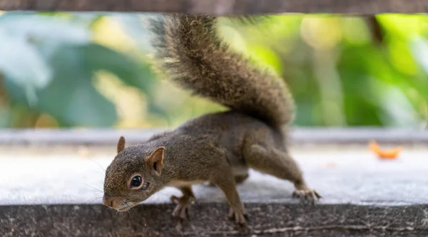 Close-up of a cute rodent, a squirrel, with a focus on the foreground, approaching the camera in search of food provided by tourists in nature.
