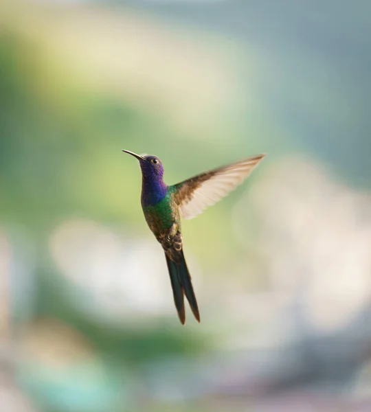 飛行中の見事なハチドリのクローズアップショットは 鮮やかな緑色と紫色の羽を披露します 鳥のくちばしと翼は完全にぼやけた背景に見えます — ストック写真