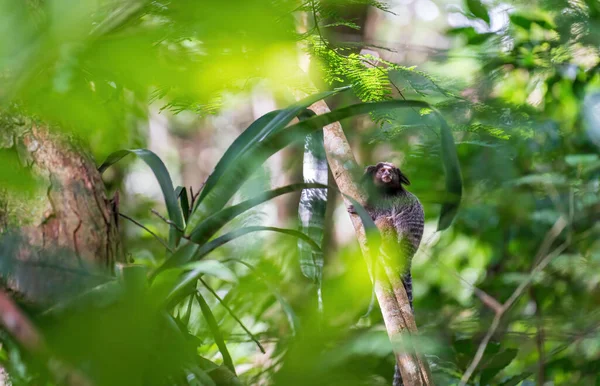 Piccolo Primate Appollaiato Ramo Albero Che Guarda Nel Verde Infinito — Foto Stock
